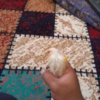 قناری سوخته سرخ|پرنده|جیرفت, |دیوار