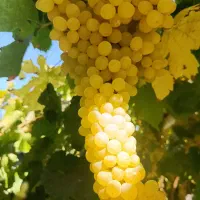 اجاره باغات میوه شما بصورت مشارکتی