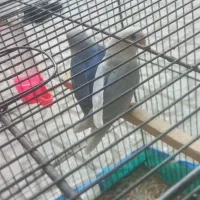 کوتوله برزیلی