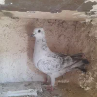 ساعت کاملانو معاوضه با خالدم یا چپ کلاغدم ماده