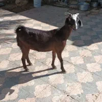 فروش بز آبستن