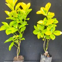 شمشاد طلایی نایلکسی