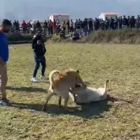 واگذاری سگ سرابی|سگ|اردبیل, |دیوار