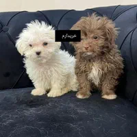 توله سگ خوشکل|سگ|شیراز, احمدی جنوبی|دیوار