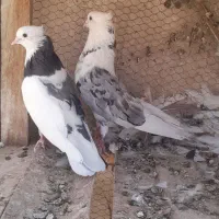 سرور