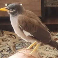 جوجه مینا شاه تخم افغانی معاوضه با گرینچک ملنگو