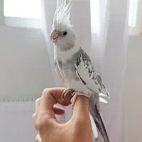 جفت عروس وایت فیس