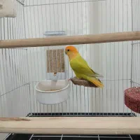 طوطی برزیلی نر سبز