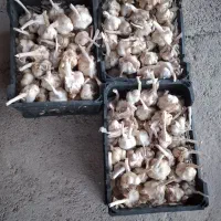 سیر