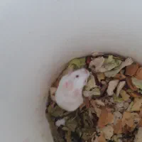 همستر|موش و خرگوش|ایذه, |دیوار