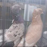 کفتر طوقی یزدانشهر ده متری امام زمان