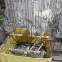 ۵ تا عروس هلندی