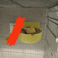 دو عدد قناری ماده آماده آماده کوضه کوضه