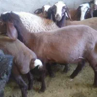 چره گوسفند