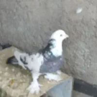 فروش ۳دانه کفتر..ا.جمعا ۱/۲۰۰تومان