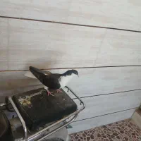 کفتر|پرنده|آباده, |دیوار