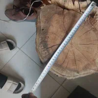 تنه درخت گیلاس