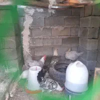 مرغ وخروس فونیکس براکل لاکنزی اراکانا