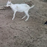 5 رآس بزغاله سانن و پاکستانی|حیوانات مزرعه|سبزوار, قصبه غربی|دیوار