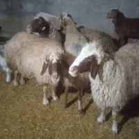 گوسفند بابره درجه یک