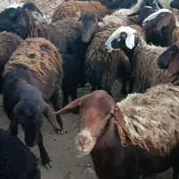 میش|حیوانات مزرعه|زنجان, |دیوار