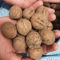 گردو الیگودرر|خوردنی و آشامیدنی|اهواز, پردیس|دیوار