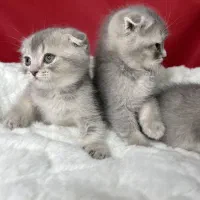 گربه اسکاتلندی/گربه وروجک و معروف اسکاتلندی|گربه|تهران, جنتآباد شمالی|دیوار