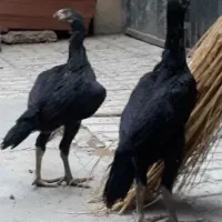 جوجه لاری وتعدای،مرغ ۴تا۶ماه فغان وترک|حیوانات مزرعه|قرچک, میرزائی شمالی|دیوار