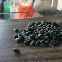 لوبیا سیاه درمانی