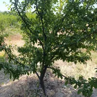 نهال درختهای شاخه دار تنومند پیش فروش برای پاییز|خدمات باغبانی و درختکاری|شیراز, ویلاشهر|دیوار