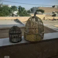 قفس کبک