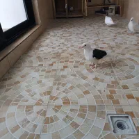 گمشده|پرنده|قم, نیروگاه|دیوار