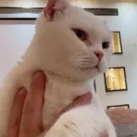 گربه اسکاتیش ماده