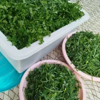 قورمه سبزی تفت داده شده وبهداشتی