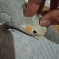 طوطی عروس اهلی|پرنده|تبریز, |دیوار