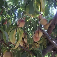 هلو|خوردنی و آشامیدنی|ارومیه, |دیوار