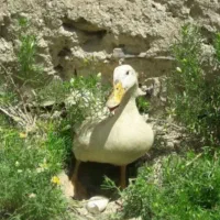 پذیرش جوجه اردک و جوجه مرغ