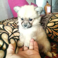 سگ بازی گوش