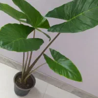 فیکوس برگ پهن|گل و گیاه طبیعی|اصفهان, سرچشمه|دیوار