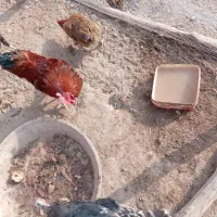 خروس 3تا بوقلمون2تا مرغ شاخدار2تامرغ مینیاتوری|پرنده|دشتابی, |دیوار