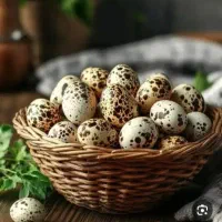 بلدرچین وتخم