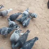 کبوتر یا کفتر پلاکی