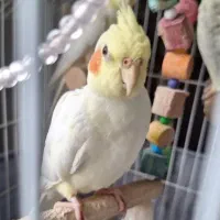 جوجه عروس هلندی لوتینو|پرنده|صومعه‌سرا, |دیوار