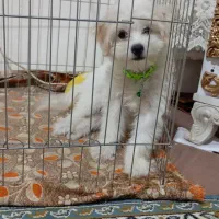 شیتزو پودل تریر|سگ|ارومیه, |دیوار