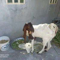 تیشتر پاکستانی|حیوانات مزرعه|کاکی, |دیوار