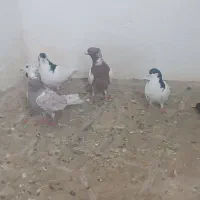 کفتر پلاکی . بهبهانی . شهری