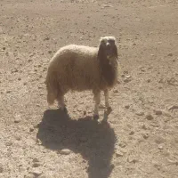 کاور ورن درجه یک سنجابی