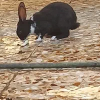 خرگوش|موش و خرگوش|ایذه, |دیوار