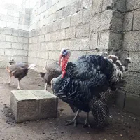 بوقلمون برنز|حیوانات مزرعه|خرم‌آباد (تنکابن), |دیوار