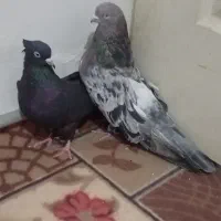 اگه کفتر بازی حتما نگاه کن|پرنده|اسلامشهر, چیچکلو|دیوار